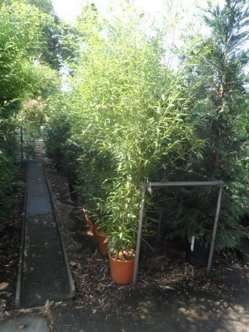 Bamboe (Phyllostachys Bissetii) 5 Bamboe (Phyllostachys Bissetii) - Afbeelding 5