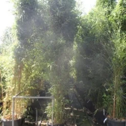 Bamboe (Phyllostachys Bissetii) 11 Bamboe (Phyllostachys Bissetii) -Natuur Kus Verkoopwinkel phyllostachys bissetii 250 300 c35
