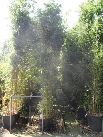 Bamboe (Phyllostachys Bissetii) 6 Bamboe (Phyllostachys Bissetii) - Afbeelding 6