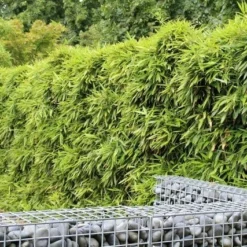 Bamboe (Phyllostachys Bissetii) 8 Bamboe (Phyllostachys Bissetii) -Natuur Kus Verkoopwinkel phyllostachys bissetti 1