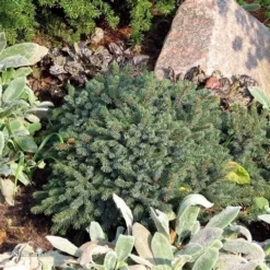 Dwergspar (Picea Glauca 'Echiniformis') -Natuur Kus Verkoopwinkel picea glauca echiniformis