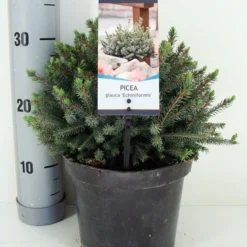 Dwergspar (Picea Glauca 'Echiniformis') -Natuur Kus Verkoopwinkel picea glauca echiniformis zomer c3 m
