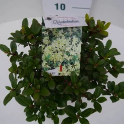 Dwergrhododendron (Rhododendron 'Princess- Anne') -Natuur Kus Verkoopwinkel pincess ann c2 boven 1