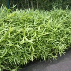 Natuur Kus Verkoopwinkel 13 Bamboe (Pleioblastus Pumilus)