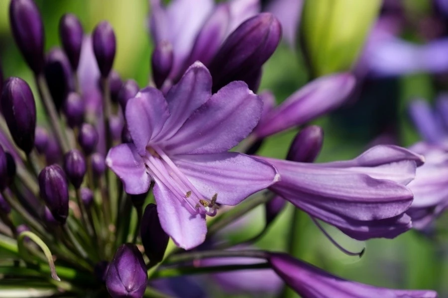 Afrikaanse Lelie (Agapanthus 'Poppin Purple') 1 Afrikaanse Lelie (Agapanthus 'Poppin Purple')