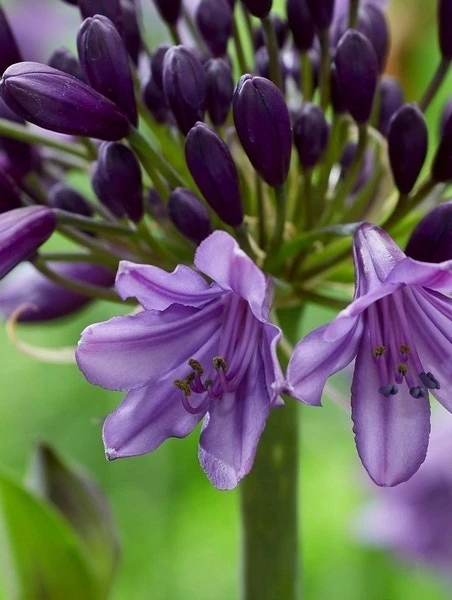 Afrikaanse Lelie (Agapanthus 'Poppin Purple') 2 Afrikaanse Lelie (Agapanthus 'Poppin Purple') - Afbeelding 2