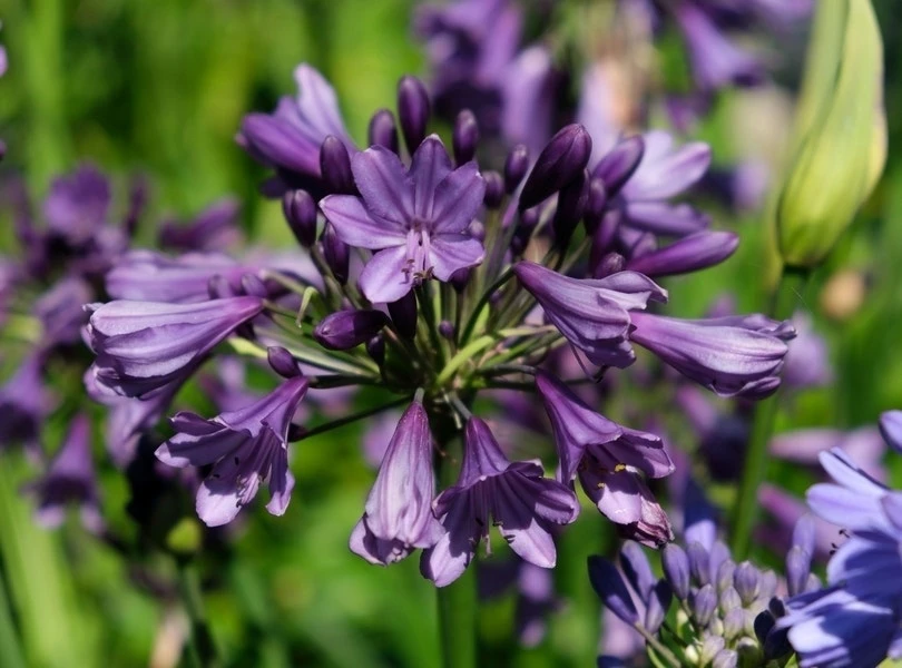 Afrikaanse Lelie (Agapanthus 'Poppin Purple') 4 Afrikaanse Lelie (Agapanthus 'Poppin Purple') - Afbeelding 4