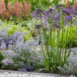 Afrikaanse Lelie (Agapanthus 'Poppin Purple') 9 Afrikaanse Lelie (Agapanthus 'Poppin Purple') -Natuur Kus Verkoopwinkel poppinpurple05