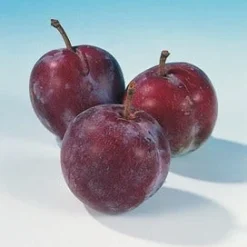 Pruimenboom (Prunus Domestica 'Opal') -Natuur Kus Verkoopwinkel pruim opal