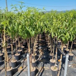 Abrikoos Als Halfstam (Prunus Armeniaca 'Antonio Errani')