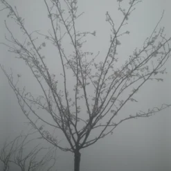 Japanse Sierkers (Prunus Subhirtella 'Autumnalis') 7 Japanse Sierkers (Prunus Subhirtella 'Autumnalis') -Natuur Kus Verkoopwinkel prunus autumnalis