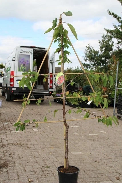 Kersenboom (Prunus Avium 'Stella') 2 Kersenboom (Prunus Avium 'Stella') - Afbeelding 2