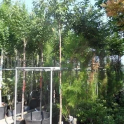 Japanse Sierkers (Prunus Subhirtella 'Autumnalis') 8 Japanse Sierkers (Prunus Subhirtella 'Autumnalis') -Natuur Kus Verkoopwinkel prunus subhirtella autumnalis 10 12ho cont