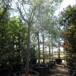 Japanse Sierkers (Prunus Subhirtella 'Autumnalis') 9 Japanse Sierkers (Prunus Subhirtella 'Autumnalis') -Natuur Kus Verkoopwinkel prunus subhirtella autumnalis 30 35 40ho c350