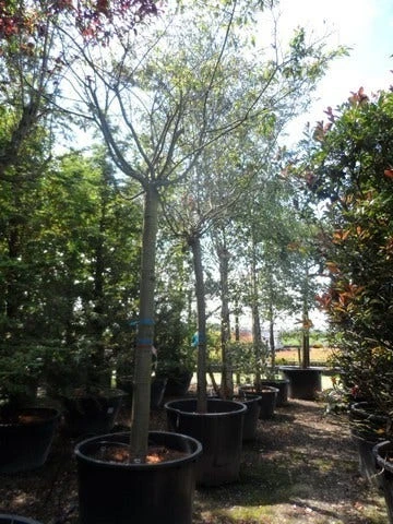 Japanse Sierkers (Prunus Subhirtella 'Autumnalis') 5 Japanse Sierkers (Prunus Subhirtella 'Autumnalis') - Afbeelding 5