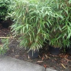 Bamboe (Pseudosasa Japonica) -Natuur Kus Verkoopwinkel pseudosasa japonica 150 175 c25