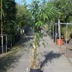 Bamboe (Pseudosasa Japonica) -Natuur Kus Verkoopwinkel pseudosasa japonica 150 200 c20