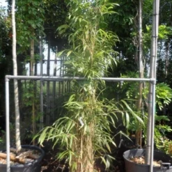 Bamboe (Pseudosasa Japonica) -Natuur Kus Verkoopwinkel pseudosasa japonica 175 200 c25