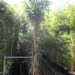 Bamboe (Pseudosasa Japonica) -Natuur Kus Verkoopwinkel pseudosasa japonica 250 300 c35