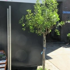 Granaatappel Op Stam (Punica Granatum) -Natuur Kus Verkoopwinkel punica01