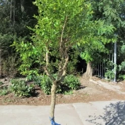Granaatappel Op Stam (Punica Granatum) -Natuur Kus Verkoopwinkel punica03