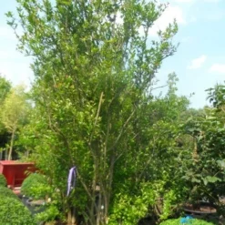 Granaatappel Als Struik (Punica Granatum) 11 Granaatappel Als Struik (Punica Granatum) -Natuur Kus Verkoopwinkel punica granatum 250 300 c285 meerstammig