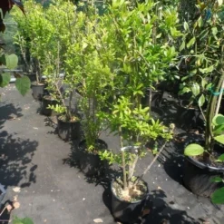 Granaatappel Als Struik (Punica Granatum) 10 Granaatappel Als Struik (Punica Granatum) -Natuur Kus Verkoopwinkel punica granatum 80 100 125 c12