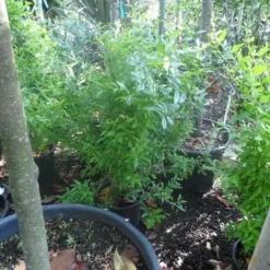 Granaatappel Als Struik (Punica Granatum) 13 Granaatappel Als Struik (Punica Granatum) -Natuur Kus Verkoopwinkel punica granatum c10