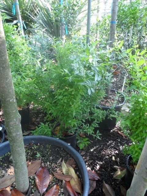 Granaatappel Als Struik (Punica Granatum) 7 Granaatappel Als Struik (Punica Granatum) - Afbeelding 7