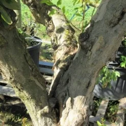 Granaatappel Op Stam (Punica Granatum) -Natuur Kus Verkoopwinkel punicaoud03 1