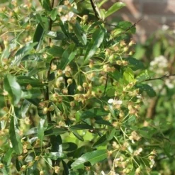 Vuurdoorn (Pyracantha 'Orange Glow') -Natuur Kus Verkoopwinkel pyracantha orange glow 1