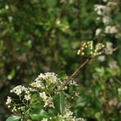 Vuurdoorn (Pyracantha 'Orange Glow') -Natuur Kus Verkoopwinkel pyracantha orange glow 2