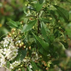 Vuurdoorn (Pyracantha 'Orange Glow') -Natuur Kus Verkoopwinkel pyracantha orange glow 3