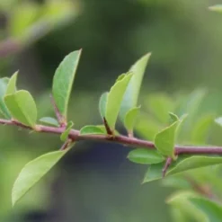Vuurdoorn (Pyracantha 'Orange Glow') -Natuur Kus Verkoopwinkel pyracantha orange glow 4
