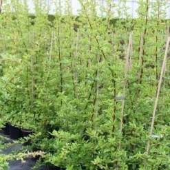 Vuurdoorn (Pyracantha 'Orange Glow') -Natuur Kus Verkoopwinkel pyracantha orange glow 6