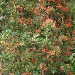 Vuurdoorn (Pyracantha 'Orange Glow') -Natuur Kus Verkoopwinkel pyracantha orange glow 9