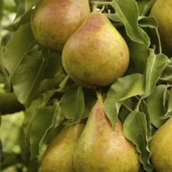 Perenboom (Pyrus Communis 'Gieser Wildeman')