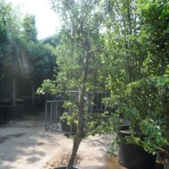 Perenboom (Pyrus Communis 'Gieser Wildeman') 9 Perenboom (Pyrus Communis 'Gieser Wildeman') -Natuur Kus Verkoopwinkel pyrus communis gieser wildeman 250 300 c150