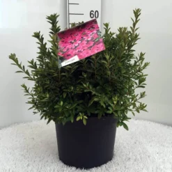 Japanse Azalea (Rhododendron 'Madame Van Hecke') 22 Japanse Azalea (Rhododendron 'Madame Van Hecke') -Natuur Kus Verkoopwinkel r. aj mme van hecke c10