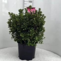 Japanse Azalea (Rhododendron 'Madame Van Hecke') 25 Japanse Azalea (Rhododendron 'Madame Van Hecke') -Natuur Kus Verkoopwinkel r. aj mme van hecke c15