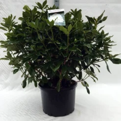 Rhododendron (Rhododendron 'Cunningham White') -Natuur Kus Verkoopwinkel r. cunningh white c40