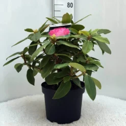 Rhododendron (Rhododendron 'Germania') -Natuur Kus Verkoopwinkel r. germania c10 50 cm