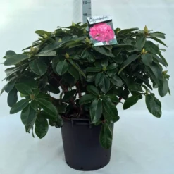 Rhododendron (Rhododendron 'Germania') -Natuur Kus Verkoopwinkel r. germania c30