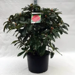 Rhododendron (Rhododendron 'Halfdan Lem') 6 Rhododendron (Rhododendron 'Halfdan Lem') -Natuur Kus Verkoopwinkel r. halfdan lem c40