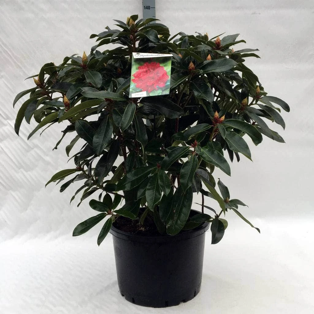 Rhododendron (Rhododendron 'Halfdan Lem') 3 Rhododendron (Rhododendron 'Halfdan Lem') - Afbeelding 3