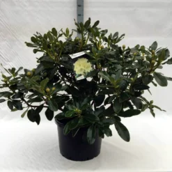 Rhododendron (Rhododendron 'Horizon Monarch') -Natuur Kus Verkoopwinkel r. horizon monarch c40