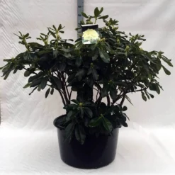 Rhododendron (Rhododendron 'Horizon Monarch') -Natuur Kus Verkoopwinkel r. horizon monarch c80