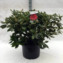 Rhododendron (Rhododendron 'Lord Roberts') -Natuur Kus Verkoopwinkel r. lord roberts c40