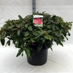 Rhododendron (Rhododendron 'Marie Forte') -Natuur Kus Verkoopwinkel r. marie forte c40