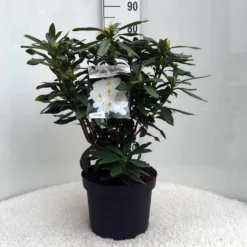 Rhododendron (Rhododendron 'Madame Masson') -Natuur Kus Verkoopwinkel r. mme masson c10 50 cm